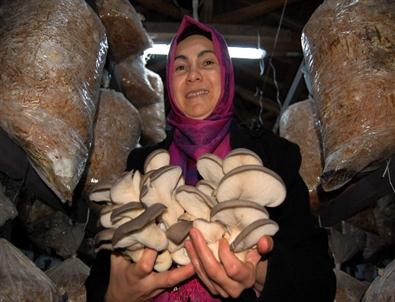 (özel Haber) Mantar Üretmeyi Hayal Ederken Tesis Sahibi Oldu