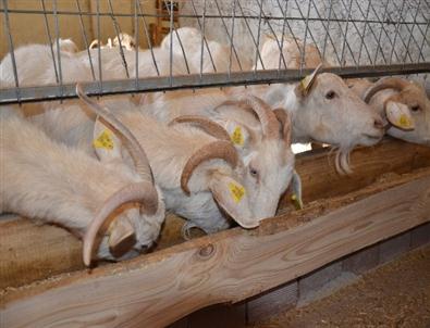 Süt Verimi Yüksek Saanen Keçisi İslah Çalışmaları Umut Veriyor