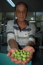 Silifke’de Zeytin Hasadı Başladı