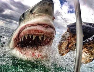Gerçek Jaws!