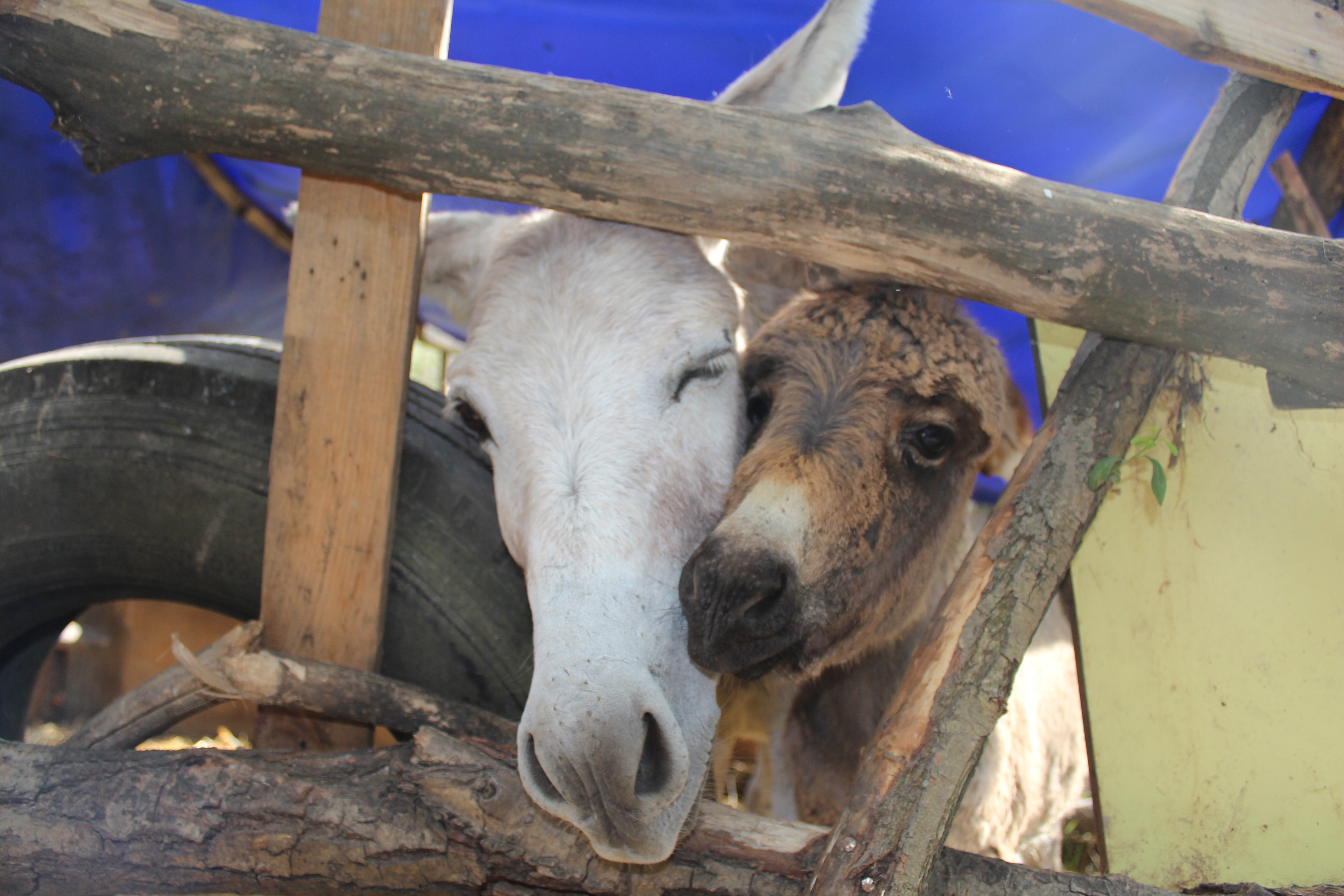 CHP'li belediyeden eşeklere evlilik cüzdanı