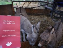 EVLİLİK TÖRENİ - CHP'li belediyeden eşeklere evlilik cüzdanı