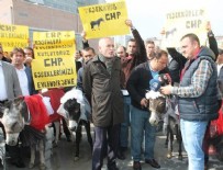 HÜSEYİN AYGÜN - Eşekler bu kez de CHP Önünde evlendi!