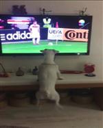 LETONYA - Fanatik Köpek