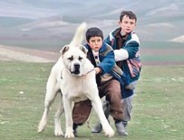 KÖPEK DÖVÜŞÜ - Sivas filmiyle ünlenen o köpek nerede?