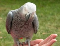 İSPANYOLCA - Kayboldu İspanyolca Öğrenip Döndü