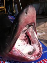 KÖPEK BALIĞI - Beylikdüzü Açıklarında 1 Tonluk Köpek Balığı Yakalandı