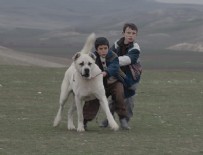 OYA AYDOĞAN - 'Köpek' tartışmasında yeni gelişme