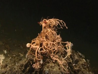 100 kollu deniz canlısı ilk kez görüntülendi
