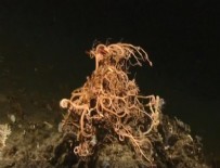 DENIZYıLDıZı - 100 kollu deniz canlısı ilk kez görüntülendi