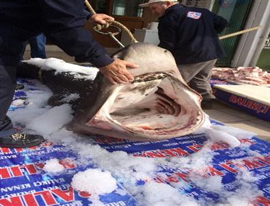 Dev Köpek Balığı Kanser Hastalarına Şifa Olacak