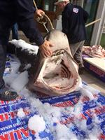 KÖPEK BALIĞI - Dev Köpek Balığı Kanser Hastalarına Şifa Olacak