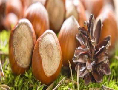 Türk Fındığında ‘doğru Bilinen Yanlışlar’