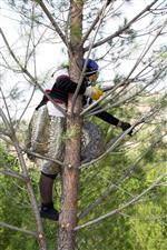 KOZALAK - Sarıcakaya’da Fıstık Çamları Budanıyor