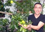 BOLAMAN - Karadeniz’de Mandalina Üretimi Artıyor