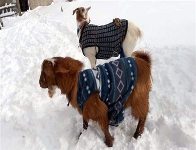 Yağan Kar Keçilere Kazak Giydirtti