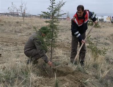 Kulu Jandarması 526 Sedir Fidanını Toprakla Buluşturdu