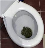 ÇELİK YELEK - Tuvalet Klozetinden Uyuşturucu Çıktı