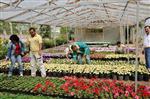 İBRAHIM GENÇ - Yenişehir Fidanlığında Kış İçin 30 Bin Çiçek Üretiliyor