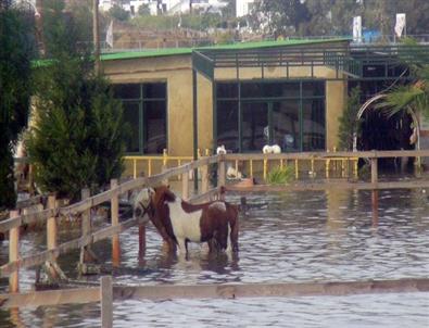 (özel Haber) Manavgat'ta Sel, Hayvanları Telef Etti