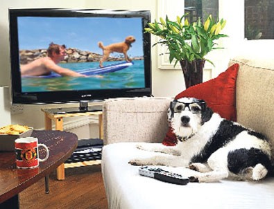 Köpeklere özel TV kanalı