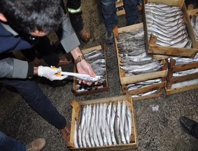Ankara’da Küçük Balık Satan 20 İşletmeye Para Cezası