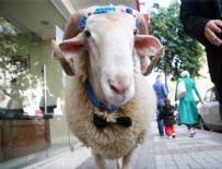 KURBANLIK HAYVAN - Kurban Bayramı'nın en şanslısı