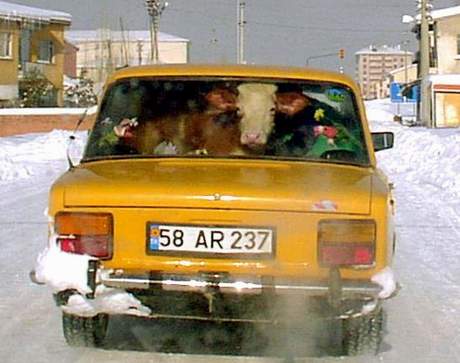 Kurbanlıklarına şoförlük yaptı