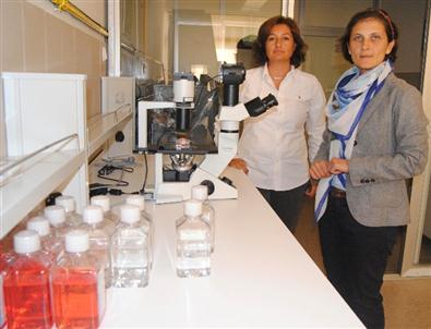 Ankara Üniversitesi'nden Hayvanlara Kök Hücre Nakli