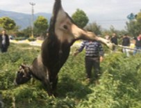 KURBANLIK HAYVAN - Kırkağaç’ta Dana’ya İnanılmaz İşkence