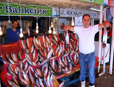 Bandırma’da Palamut Ucuzluğu