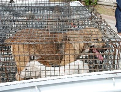 Kırıkhan'da Başıboş Köpeker Toplanıyor