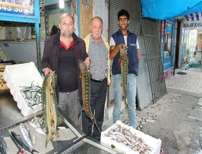 Nesli Tükenmekte Olan Kolan Balığı Balıkçıların Ağına Takıldı