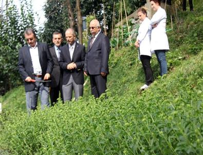 Stevya Rize’de İlk Yılını Tamamladı
