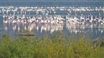 Bafa Gölü’nde Pelikanlar İzlendi
