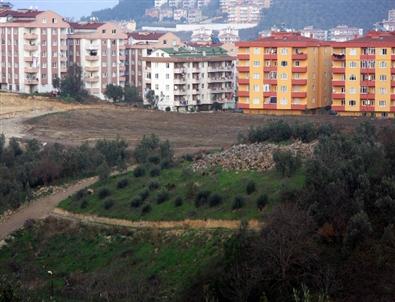 Bursa'da Son 6 Altı Ayda Binlerce Zeytin Ağacı Kesildi