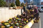 HERCAI - Çerkezköy Çiçek Açıyor