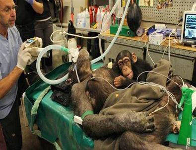 Bebek Şempanze, Ameliyat Boyunca Annesinin Yanından Ayrılmadı
