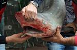 BARBUNYA - (özel Haber) Köpek Balıkları Balıkçıların Belası Oldu