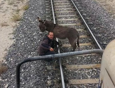 Eşeği raya bağlayıp ölüme terk ettiler