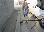 SOKAK KÖPEKLERİ - Sungurlu'da Sokak Köpekleri Toplatıldı