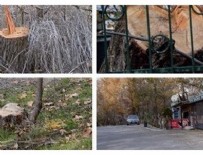 LEMAN SAM - Eymir'deki ağaç katliamına büyük tepki