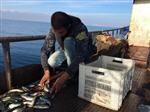 İNCİ KEFALİ - Van’da Balıkçılık