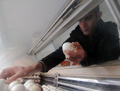 5 dil bilen öğretmen yumurta satıyor