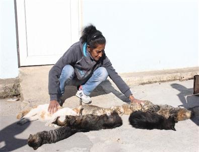 Kedilere Bakmak İçin Tuvalet Temizleyen Kadının Kedilerini Öldürdüler