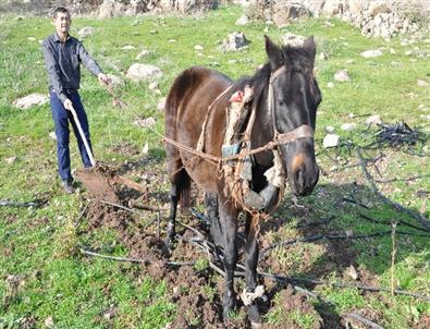 (özel Haber) Bu Köyde Atlar Traktörlerden Daha Değerli