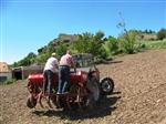 SOYA FASULYESİ - Samsun'da 75 Ton Buğday Tohumu Üretildi