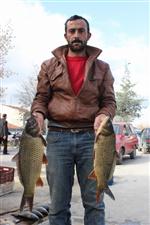 BALIK BEREKETİ - Kırşehir'de Balık Bereketi