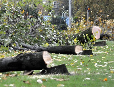 Yalova'da ağaç katliamı