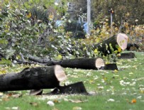 ŞÜKRÜ ÖNDER - Yalova'da ağaç katliamı